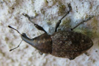 <i>Lepyrus capucinus</i>