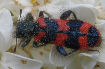 <i>Trichodes alvearius</i>