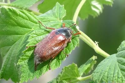 <i>Melolontha melolontha</i>
