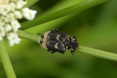 <i>Valgus hemipterus</i>