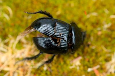 <i>Typhaeus typhoeus</i>