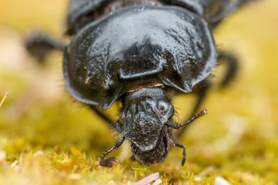 <i>Typhaeus typhoeus</i>