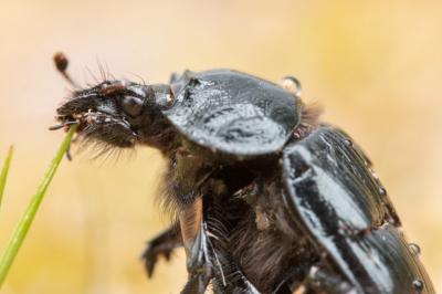 <i>Typhaeus typhoeus</i>