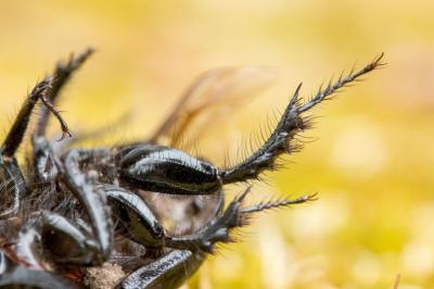 <i>Typhaeus typhoeus</i>