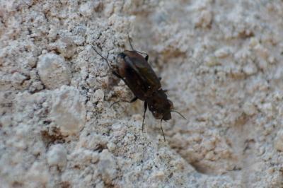 <i>Notiophilus quadripunctatus</i>