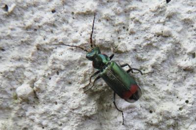 <i>Malachius bipustulatus</i>