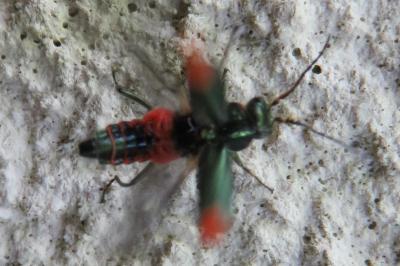 <i>Malachius bipustulatus</i>