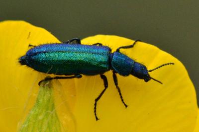 <i>Psilothrix viridicoerulea</i>
