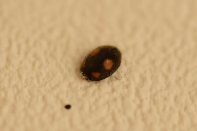 <i>Platynaspis luteorubra</i>