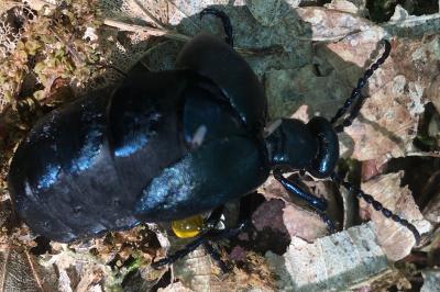<i>Meloe violaceus</i>