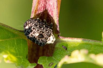 <i>Cionus scrophulariae</i>