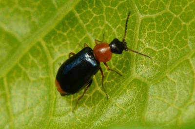 <i>Hypebaeus flavicollis</i>