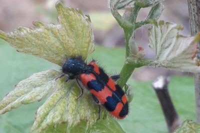 <i>Trichodes alvearius</i>