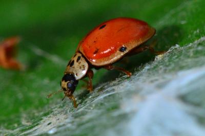 <i>Adalia decempunctata</i>