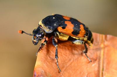 Silphidae