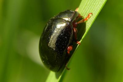 <i>Chrysolina bankii</i>