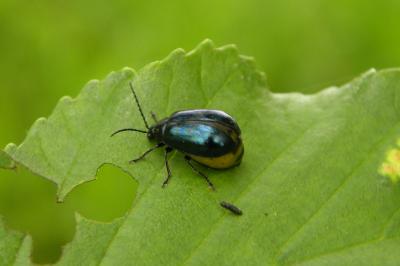 <i>Agelastica alni</i>