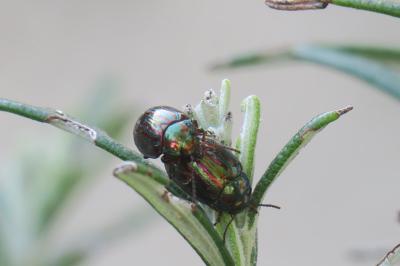 <i>Chrysolina americana</i>