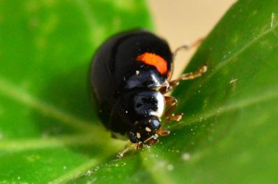<i>Adalia decempunctata</i>