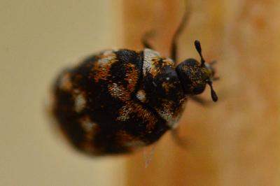 <i>Anthrenus verbasci</i>
