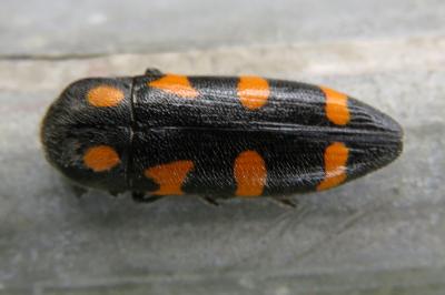 <i>Ptosima undecimmaculata</i>