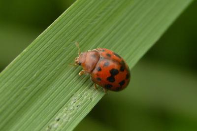 <i>Subcoccinella vigintiquatuorpunctata</i>
