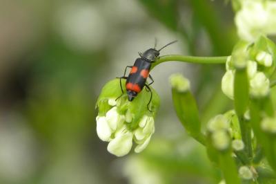 <i>Anthocomus fasciatus</i>