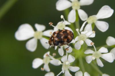 <i>Anthrenus verbasci</i>