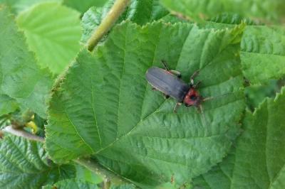 <i>Cantharis rustica</i>