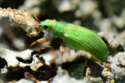 <i>Pachyrhinus lethierryi</i>
