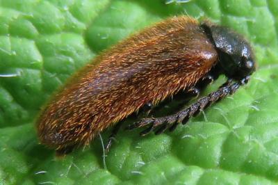 <i>Drilus flavescens</i>