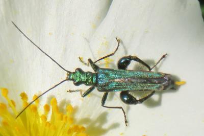 <i>Oedemera nobilis</i>