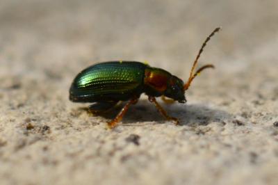 <i>Crepidodera aurata</i>