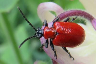 <i>Lilioceris lilii</i>