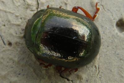 <i>Chrysolina bankii</i>