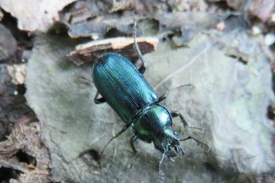 <i>Platycerus caraboides</i>