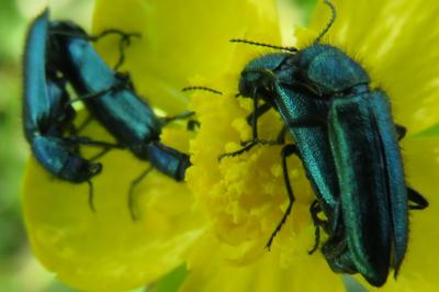<i>Psilothrix viridicoerulea</i>