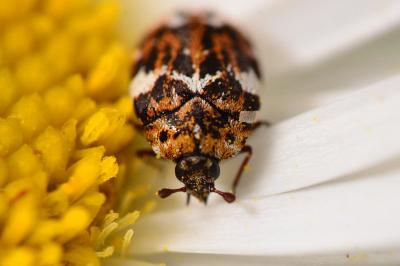 <i>Anthrenus</i>