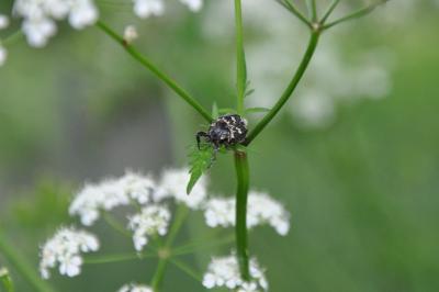 <i>Valgus hemipterus</i>