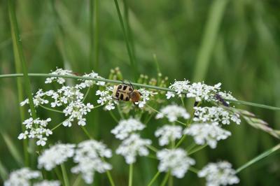 <i>Trichius fasciatus</i>