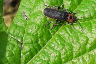 <i>Cantharis rustica</i>