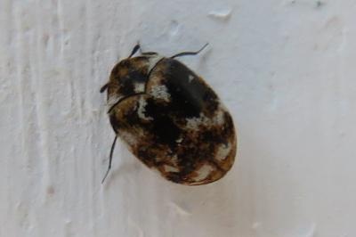<i>Anthrenus</i>