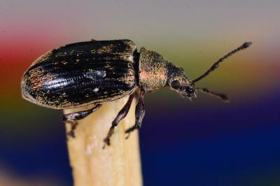 <i>Phyllobius pyri</i>