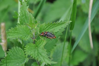 <i>Cantharis fusca</i>