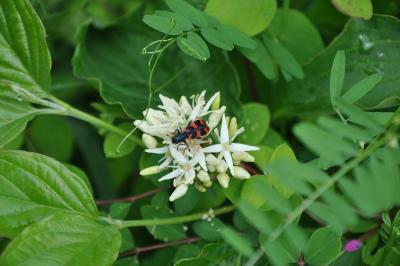 <i>Trichodes alvearius</i>