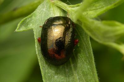 <i>Chrysolina bankii</i>