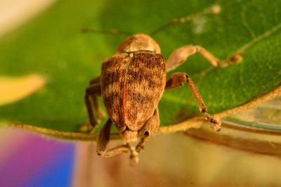 <i>Curculio venosus</i>