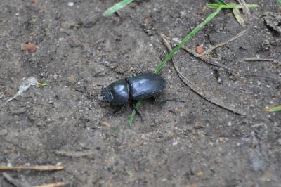 <i>Dorcus parallelipipedus</i>