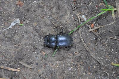 <i>Dorcus parallelipipedus</i>