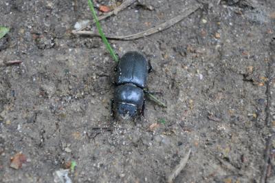 <i>Dorcus parallelipipedus</i>